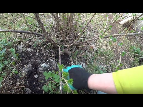 Видео: Мучнистая роса. Проверенный метод борьбы