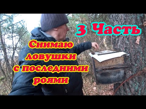 Видео: СНИМАЮ ЛОВУШКИ ПО ЛОВЛЕ РОЁВ, ПОПАЛИСЬ СИЛЬНЫЕ РОИ, ЛОВШКИ ТЯЖЁЛЫЕ  3 Часть