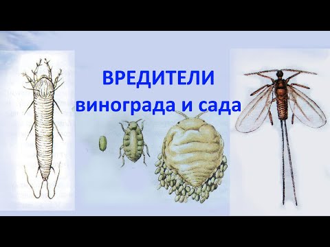 Видео: @Начинающему виноградарю. Вредители винограда, сада. Меры борьбы. Вып.5