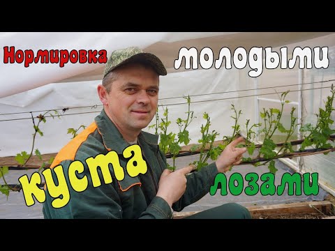 Видео: Нормировка виноградного куста- лозами  . Выломка на урожай .