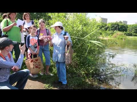 Видео: Семинар по сбору съедобных дикоросов