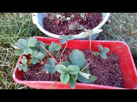 Видео: Размножаем старый куст делением куста на рожки, ч 2 Результаты деления.