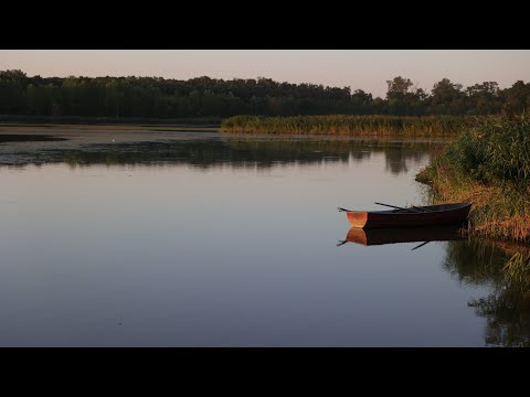 Видео: Закинул удочки в траву , карпы один за одним прут. Рыбалка 2024 на карпа