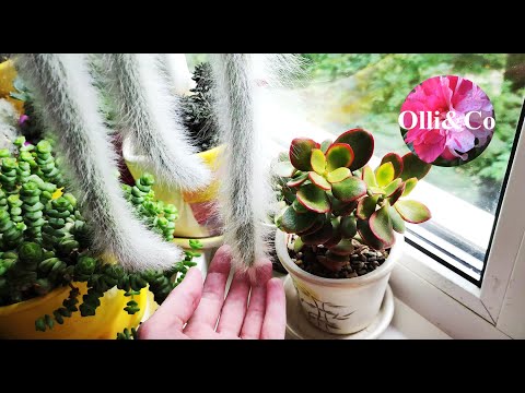 Видео: КОМНАТНЫЕ РАСТЕНИЯ, ЦВЕТЫ  ХОЙИ, ФИАЛКИ, КАКТУС ОБЕЗЬЯНИЙ ХВОСТ цветут НЕВЕРОЯТНО
