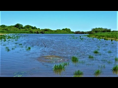 Видео: Вода прёт, рыба клюёт! Рыбалка на спиннинг на реке Амур