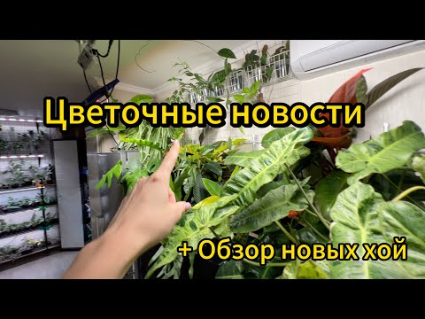 Видео: ОБЗОР НОВЫХ ХОЙ | ЦВЕТОЧНЫЕ НОВОСТИ 