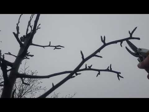 Видео: Правильна обрізка Груші на врожай