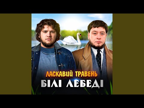Видео: Білі лебеді