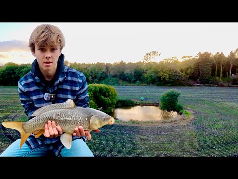 Видео: Ловля карпа в пруду в полевых условиях!
