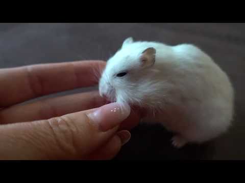 Видео: ПОСЛЕДНЕЕ ВИДЕО С ЭМИ😔