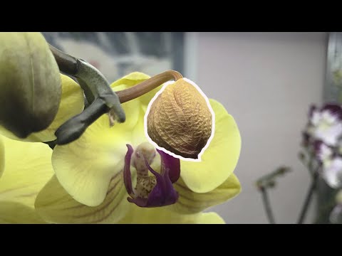 Видео: Орхидея СБРОСИТ ВСЕ БУТОНЫ ЕСЛИ...  5 Главных Причины УСЫХАНИЯ БУТОНОВ на орхидеях!