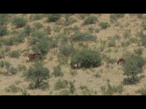 Видео: Шымкенттік ғалымдар жаман ауруды емдейтін шөп тапты