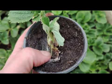 Видео: Осіння росада, обробляю від хвороб