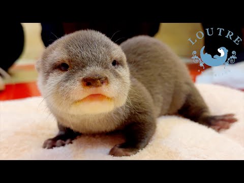 Видео: Малыши-выдры впервые появились на публике