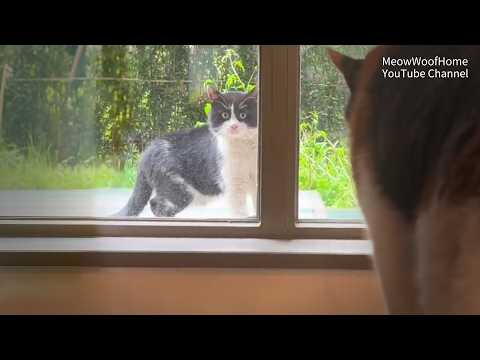 Видео: Бродячая кошка пришла к окну, ест и пьёт даром, да ещё и дико злая