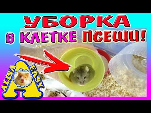 Видео: УБОРКА клетки у ХОМЯКА кемпбелла / ЧТО в ДОМИКЕ у ХОМЯКА? / Как назвали ХОМЯКА / Alisa Easy Pets