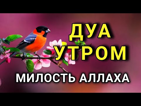 Видео: 🔑 ДОБРОЕ УТРО С БЛАГОСЛОВЕНИЕМ! 🤲✨💯