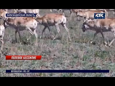 Видео: «Уже половину съели»: карагандинские фермеры рискуют остаться без урожая