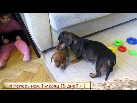 Видео: Яна и щенок_1мес.15 дн..avi