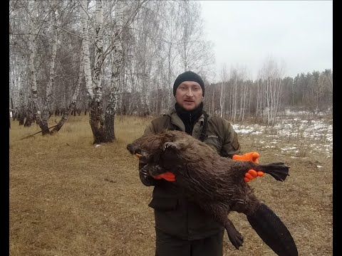 Видео: Охота на бобра/Трофей взят, продолжаем тестить приманку