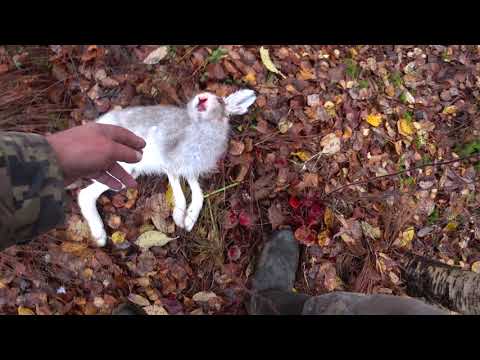 Видео: охота с р г  Сударка в Архангельской области  13 10 25 г