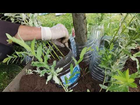 Видео: Необычный способ черенкования ивы Хакуро Нишики придуманный мною,