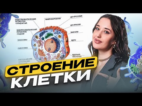 Видео: Строение клетки для ОГЭ по биологии за 10 минут / Как легко и быстро запомнить строение клетки