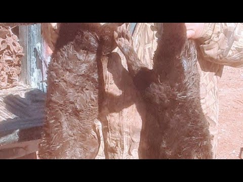 Видео: Фантастические сухопутные выдры. #отлов #отловвыдр #захват