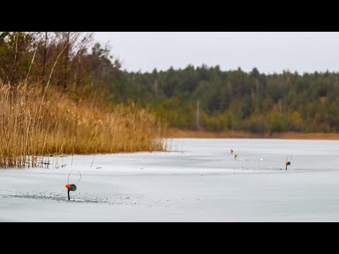 Видео: Наловив ЖИВЦЯ ОКУНЯ і розставив ЖЕРлиці вздовж Очерету
