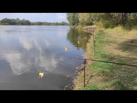 Видео: Домой возвращаюсь всегда с рыбой!! Крайняя рыбалка на толстолоба этим летом!!