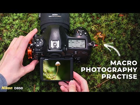 Видео: Испытаю себя в лесной фотографии! (с Nikon D850)