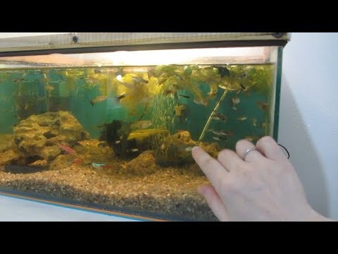 Видео: Новый облик аквариума с мраморными раками. Навожу порядок.