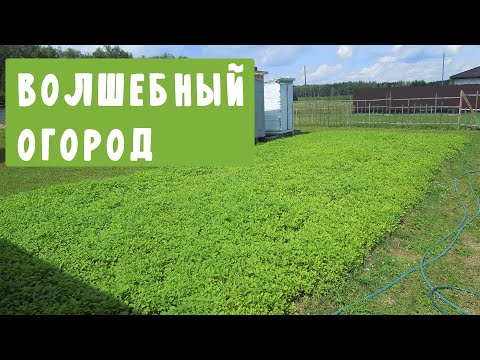 Видео: Удаляем сорняки и дерн с помощью семян ГОРЧИЦЫ и нанотехнологии