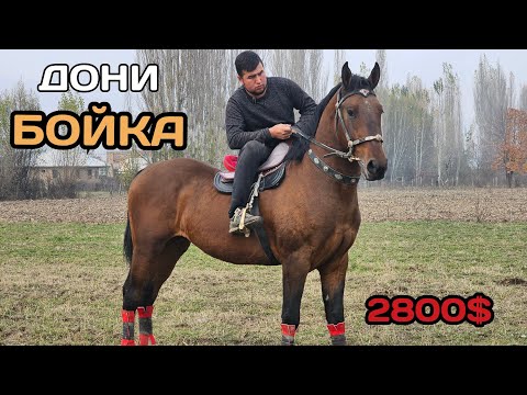 Видео: ДОНИДЕ МЫКТЫ АТ 2800 $