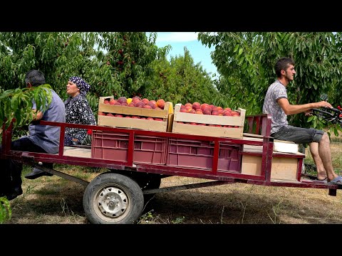 Видео: 🍑 Сбор и Консервирование Нектаринов для Зимы ❄️