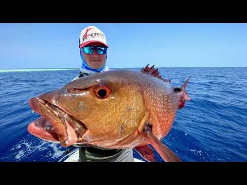 Видео: Бешеные рыбы не дают скучать! Что ловится на морской спиннинг легкого класса?