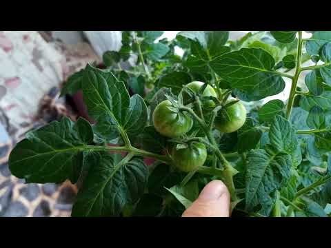 Видео: Красная шапочка,  Красавчик Хикмет и Золотце  - ожидание и реальность