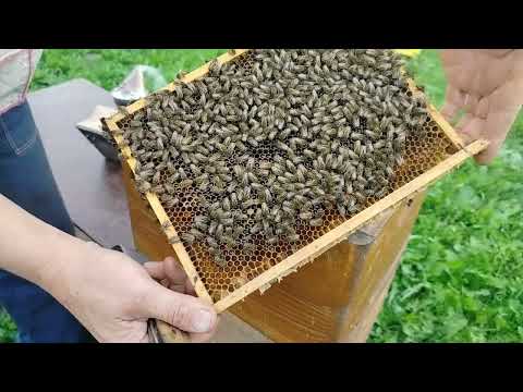 Видео: Пасека.12 сентября 2024 года. Матка в изоляции 77 дней.Посмотрим на нее и семью....
