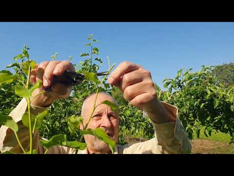 Видео: Грижи след ашладисване. Сваляне превръзката на калема и прищипване филизите на присадката.