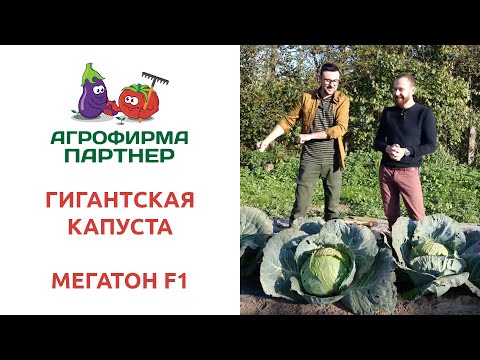 Видео: ГИГАНТСКАЯ КАПУСТА МЕГАТОН F1