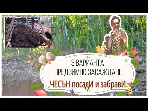 Видео: На практика,част1, ЗАСАЖДАНЕ на чесън по технологията ПосадИ и забравИ. Отглеждане на чесън под мулч