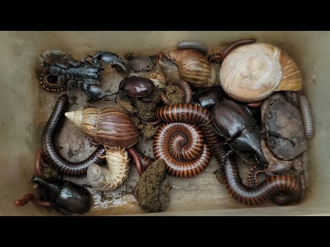 Видео: Поймать жука-носорога и ядовитого скорпиона, гигантскую многоножку, улиток, краснопятнистую много...
