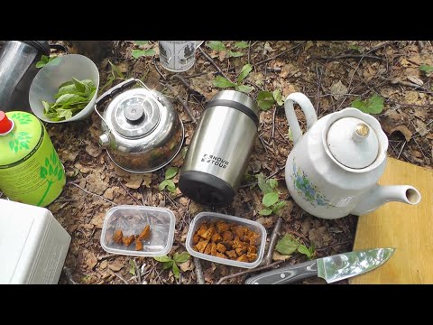 Видео: Как заварить лесной чай из чаги? Способы приготовления
