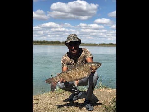 Видео: Рыбалка на Или. Арал-тобе. Сазан, амур. 2019 год