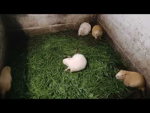 Видео: Много зелени для нутрий!!!