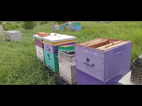 Видео: Двухматочные семьи. Расширение.