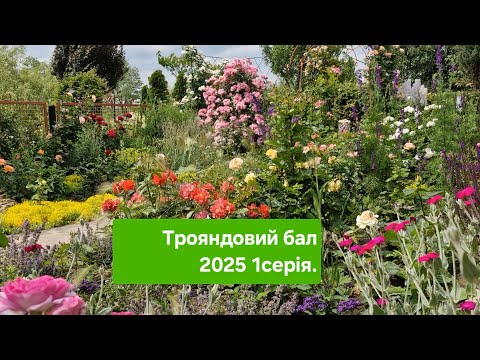 Видео: Трояндовий рай 2025 /1серія/