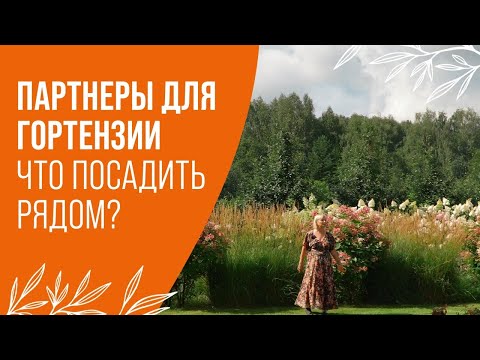 Видео: ПАРТНЕРЫ ДЛЯ ГОРТЕНЗИИ | ЧТО ПОСАДИТЬ  РЯДОМ С ГОРТЕНЗИЕЙ?