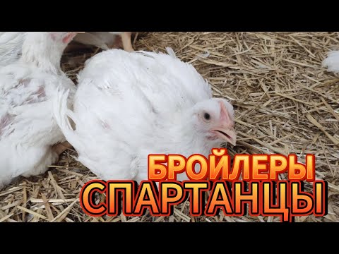 Видео: Сломался кондиционер в бройлерной. В поисках сена.