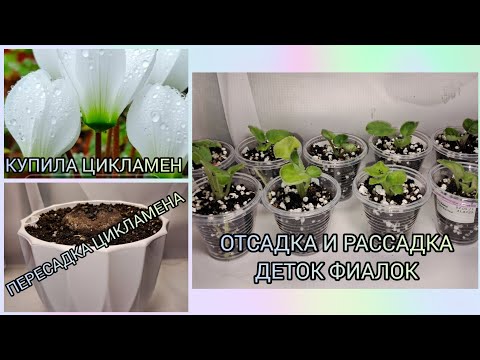 Видео: Купила цикламен. Пересадка взрослого цикламена. Отсадка и рассадка деток фиалок.